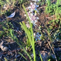 Wurmbea dioica subsp. dioica (Early Nancy) at Chapman, ACT - 1 Oct 2020 by Nat