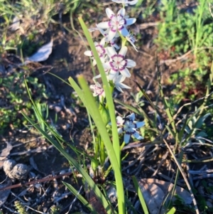 Wurmbea dioica subsp. dioica at Chapman, ACT - 1 Oct 2020