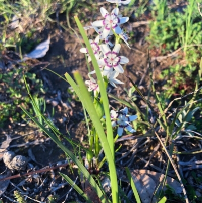 Wurmbea dioica subsp. dioica (Early Nancy) at Cooleman Ridge - 1 Oct 2020 by Nat