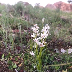 Wurmbea dioica subsp. dioica at Chapman, ACT - 1 Oct 2020