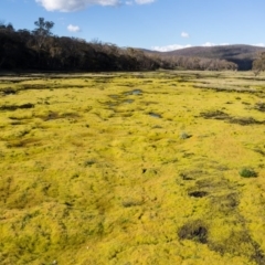 Funaria hygrometrica (Moss) at Namadgi National Park - 28 Sep 2020 by Jek