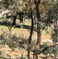 Todiramphus sanctus (Sacred Kingfisher) at Mount Majura - 1 Oct 2020 by Louisab