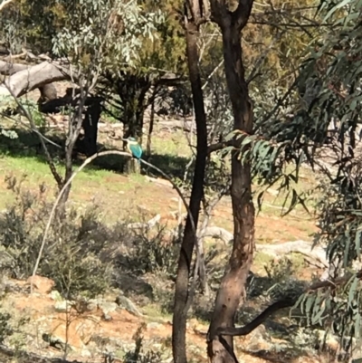 Todiramphus sanctus (Sacred Kingfisher) at Watson, ACT - 1 Oct 2020 by Louisab