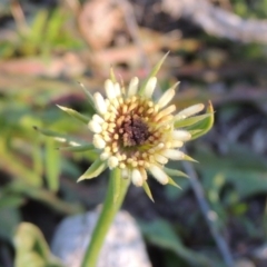 Tolpis barbata (Yellow Hawkweed) at Chisholm, ACT - 30 May 2020 by MichaelBedingfield