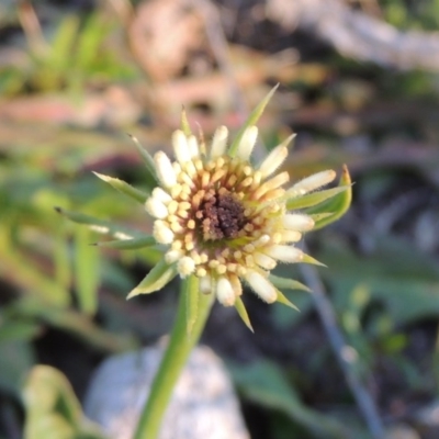 Tolpis barbata (Yellow Hawkweed) at Chisholm, ACT - 30 May 2020 by MichaelBedingfield