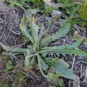 Tolpis barbata at Chisholm, ACT - 30 May 2020