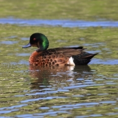 Anas castanea (Chestnut Teal) at Wodonga - 1 Oct 2020 by Kyliegw