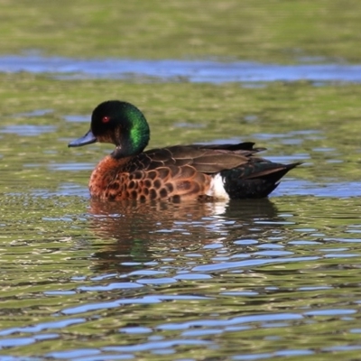 Anas castanea (Chestnut Teal) at Wodonga, VIC - 1 Oct 2020 by Kyliegw
