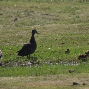 Anas superciliosa at Wodonga - 2 Oct 2020