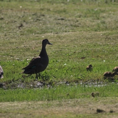 Anas superciliosa (Pacific Black Duck) at Belvoir Park - 1 Oct 2020 by Kyliegw