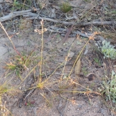 Fimbristylis dichotoma (A Sedge) at Chisholm, ACT - 30 May 2020 by michaelb