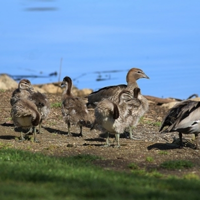 Chenonetta jubata (Australian Wood Duck) at Belvoir Park - 1 Oct 2020 by Kyliegw