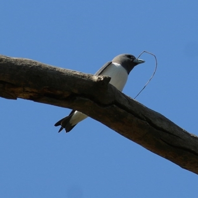 Artamus leucorynchus (White-breasted Woodswallow) at Wodonga - 1 Oct 2020 by Kyliegw