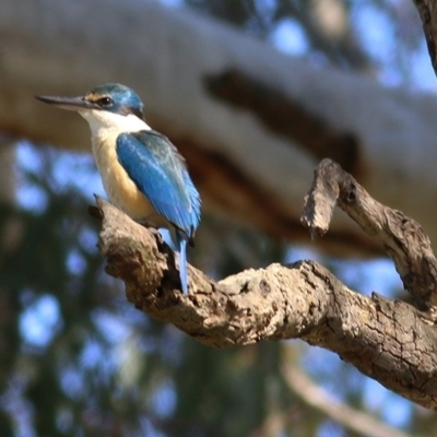 Todiramphus sanctus (Sacred Kingfisher) at Belvoir Park - 1 Oct 2020 by Kyliegw