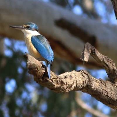 Todiramphus sanctus (Sacred Kingfisher) at Wodonga - 1 Oct 2020 by Kyliegw