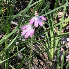 Caladenia carnea (Pink Fingers) at Aranda Bushland - 1 Oct 2020 by KMcCue