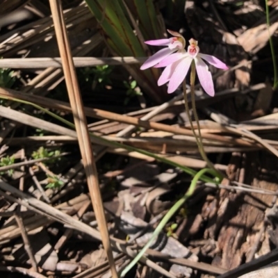 Caladenia carnea (Pink Fingers) at Holt, ACT - 1 Oct 2020 by KMcCue