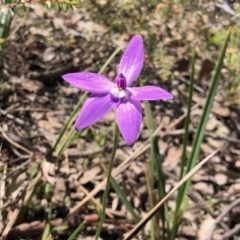 Glossodia major (Wax Lip Orchid) at Holt, ACT - 1 Oct 2020 by KMcCue