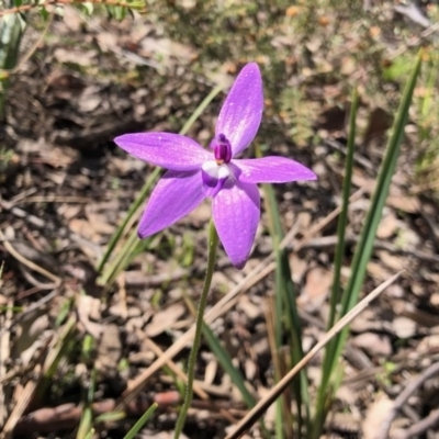 Glossodia major (Wax Lip Orchid) at Holt, ACT - 1 Oct 2020 by KMcCue