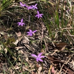 Glossodia major at Holt, ACT - 1 Oct 2020