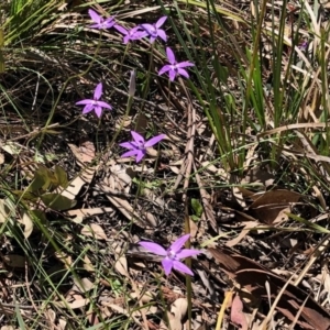 Glossodia major at Holt, ACT - 1 Oct 2020