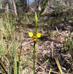 Diuris nigromontana (Black Mountain Leopard Orchid) at Point 4526 - 1 Oct 2020 by KMcCue