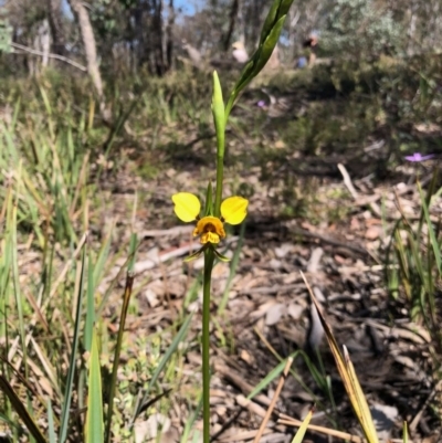 Diuris nigromontana (Black Mountain Leopard Orchid) at Molonglo Valley, ACT - 1 Oct 2020 by KMcCue