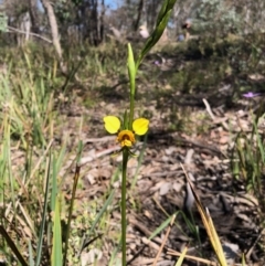 Diuris nigromontana (Black mountain leopard orchid) at Point 4526 - 1 Oct 2020 by KMcCue