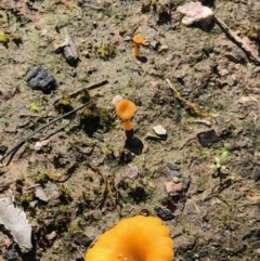 Lichenomphalia chromacea (Yellow Navel) at Point 4598 - 1 Oct 2020 by KMcCue