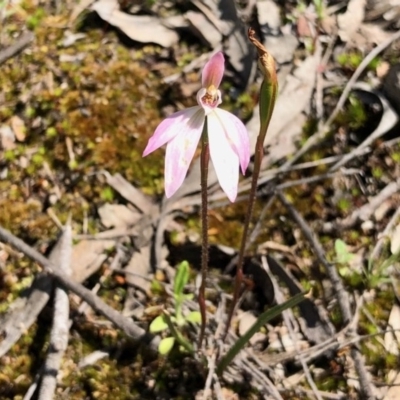 Caladenia fuscata (Dusky Fingers) at Molonglo Valley, ACT - 1 Oct 2020 by KMcCue