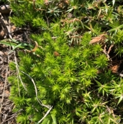 Styphelia humifusum (Cranberry Heath) at Holt, ACT - 2 Oct 2020 by Eland
