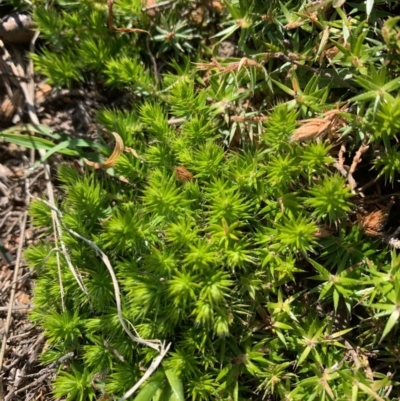 Styphelia humifusum (Cranberry Heath) at Holt, ACT - 2 Oct 2020 by Eland
