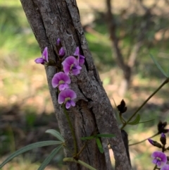 Glycine clandestina (Twining Glycine) at Bruce Ridge to Gossan Hill - 1 Oct 2020 by JVR