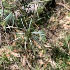 Clematis leptophylla (Small-leaf Clematis, Old Man's Beard) at Bruce Ridge to Gossan Hill - 1 Oct 2020 by JVR