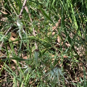 Clematis leptophylla at Bruce, ACT - 1 Oct 2020