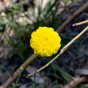 Craspedia variabilis at Bruce, ACT - 1 Oct 2020