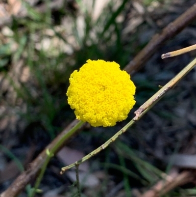 Craspedia variabilis (Common Billy Buttons) at Bruce, ACT - 1 Oct 2020 by JVR