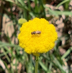 Lasioglossum (Chilalictus) sp. (genus & subgenus) (Halictid bee) at Flea Bog Flat, Bruce - 1 Oct 2020 by JVR