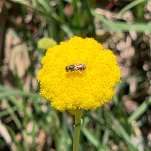 Lasioglossum (Chilalictus) sp. (genus & subgenus) at Bruce, ACT - 1 Oct 2020