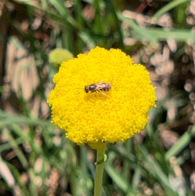 Lasioglossum (Chilalictus) sp. (genus & subgenus) (Halictid bee) at Flea Bog Flat, Bruce - 1 Oct 2020 by JVR