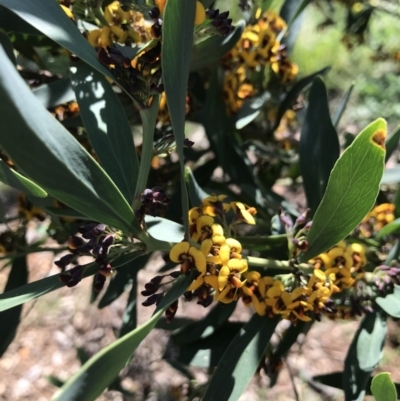 Daviesia mimosoides (Bitter Pea) at Canberra, ACT - 2 Oct 2020 by TimYiu
