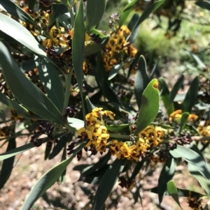 Daviesia mimosoides at Canberra, ACT - 2 Oct 2020