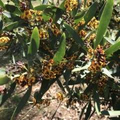 Daviesia mimosoides at Canberra, ACT - 2 Oct 2020