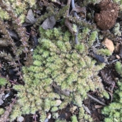 Paronychia brasiliana (Brazilian Whitlow) at Mount Ainslie to Black Mountain - 1 Oct 2020 by TimYiu