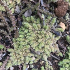 Paronychia brasiliana (Brazilian Whitlow) at Australian National University - 2 Oct 2020 by TimYiu