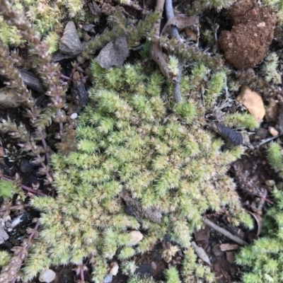 Paronychia brasiliana (Brazilian Whitlow) at Mount Ainslie to Black Mountain - 1 Oct 2020 by TimYiu