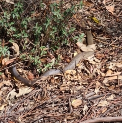 Pseudonaja textilis at Watson, ACT - 21 May 2016 12:51 PM