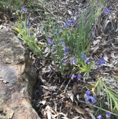 Stypandra glauca (Nodding Blue Lily) at Acton, ACT - 2 Oct 2020 by TimYiu