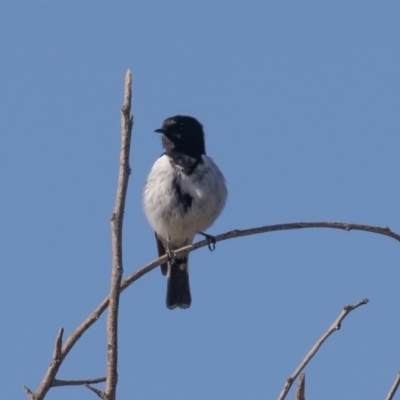 Melanodryas cucullata cucullata (Hooded Robin) at Lower Cotter Catchment - 1 Oct 2020 by rawshorty