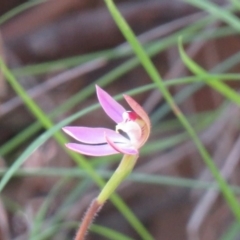 Caladenia carnea (Pink Fingers) at Paddys River, ACT - 2 Oct 2020 by SandraH